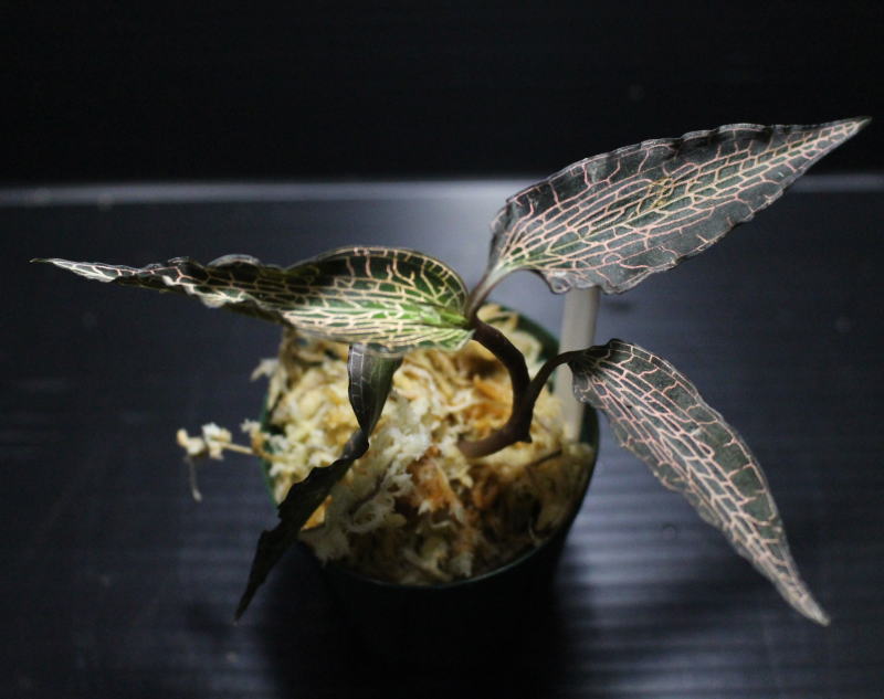 画像1: [宝石蘭]Goodyera reticulata "Ranau" 【画像の株-その4】[2.10撮影]