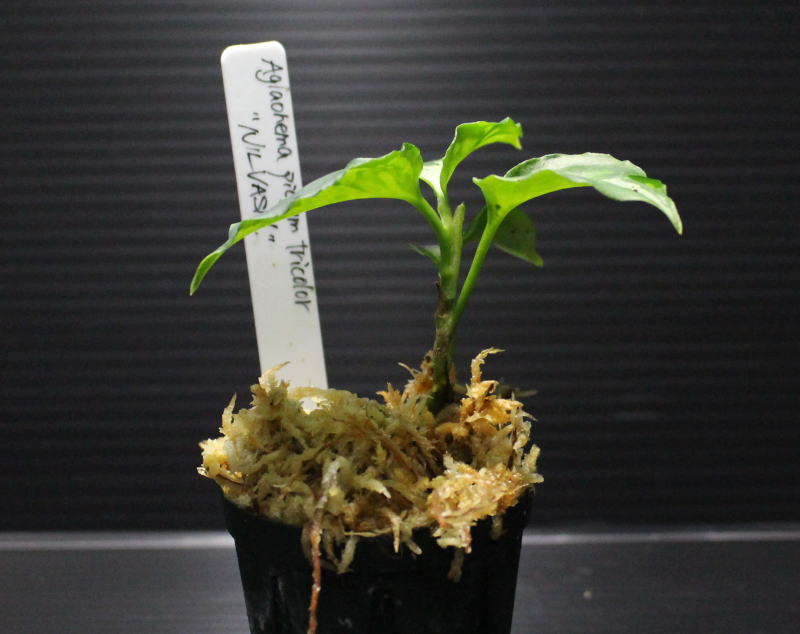 画像: Aglaonema pictum tricolor "NILVASH" 【画像の美麗中株】[2.10撮影]