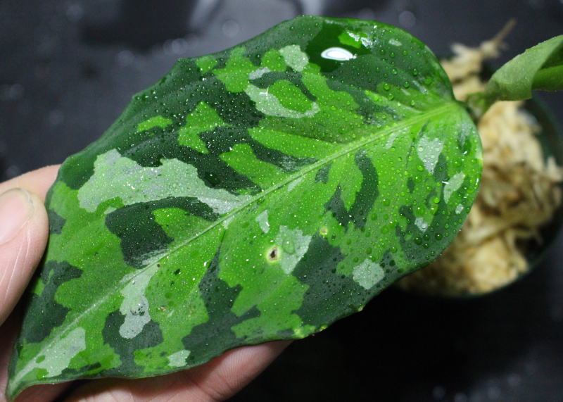 画像: Aglaonema pictum "tricolor"『元祖タイプ（from thailand 2010）』 【画像の株】[2.15撮影]《cozyparaブリード》