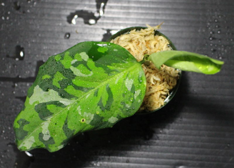 画像: Aglaonema pictum "tricolor"『元祖タイプ（from thailand 2010）』 【画像の株】[2.15撮影]《cozyparaブリード》