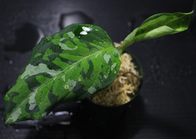 画像1: Aglaonema pictum "tricolor"『元祖タイプ（from thailand 2010）』 【画像の株】[2.15撮影]《cozyparaブリード》