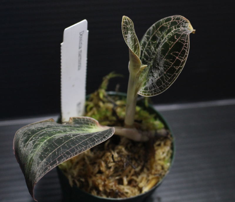 画像1: [宝石蘭]Dossinia marmorata “美麗種”【画像の大株-その10】[3..21撮影]