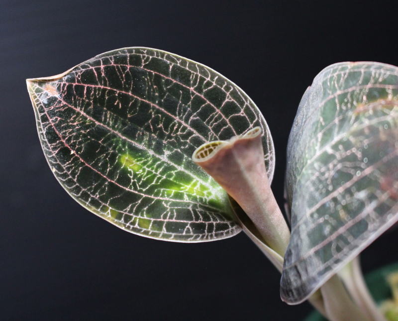 画像: [宝石蘭]Dossinia marmorata “美麗種”【画像の大株-その12】[3..21撮影]