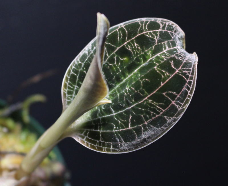 画像: [宝石蘭]Dossinia marmorata “美麗種”【画像の大株-その10】[3..21撮影]