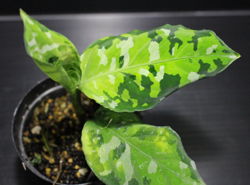 画像1: Aglaonema pictum "tricolor"Andaman "ポートブレア北部地域（出射便・A系統）"【画像の株】[4.17撮影]