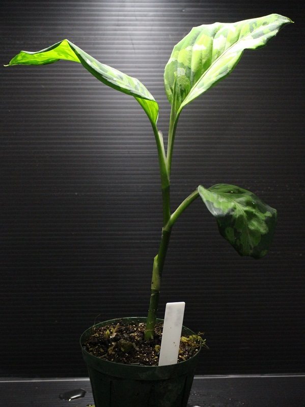 画像: Aglaonema pictum "tricolor" from Thailand 2013 【画像の美麗株】《cozyparaブリード》[5.23撮影]