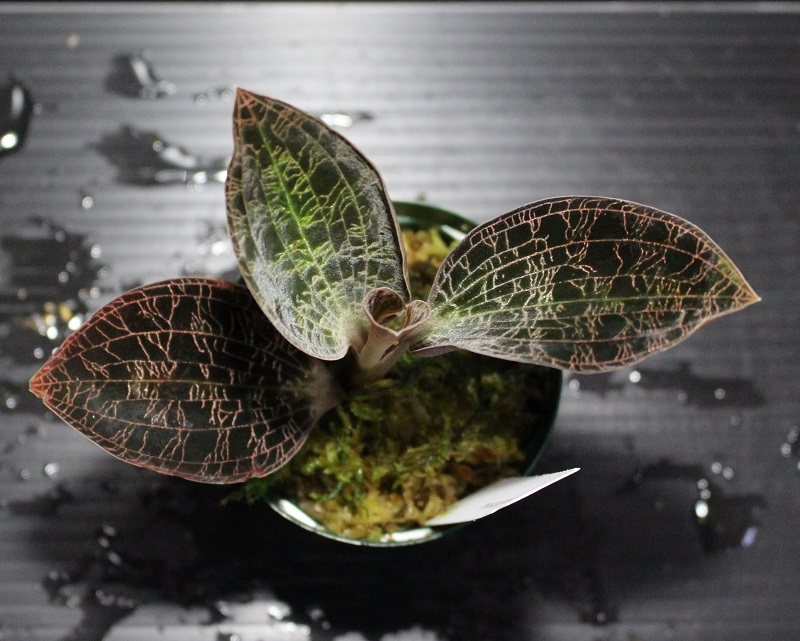 画像: [宝石蘭]Dossinia marmorata “美麗種”【画像の大株-その13】[5..23撮影]