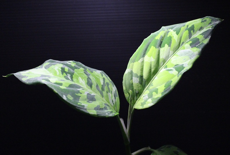 画像1: Aglaonema pictum "tricolor" from Thailand 2013 【画像の美麗株】《cozyparaブリード》[5.23撮影]