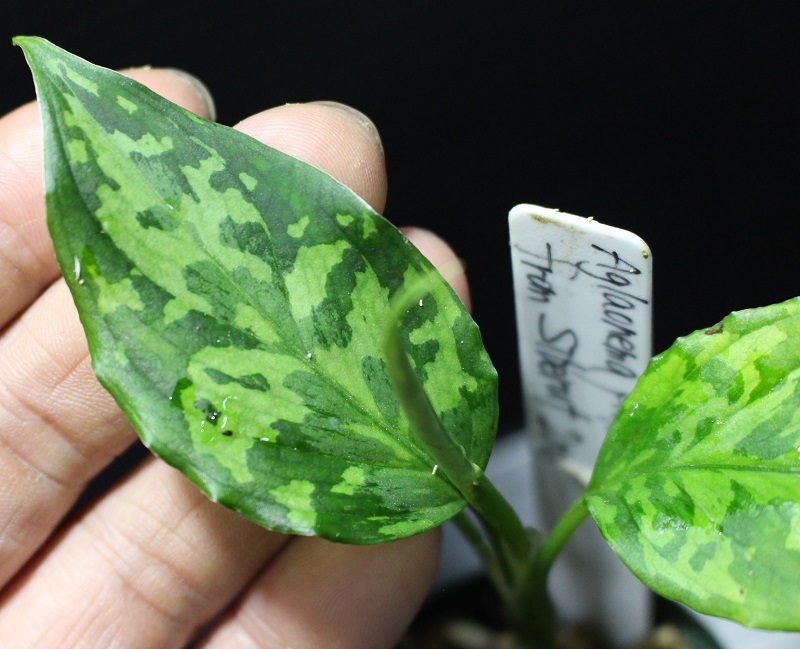 画像: Aglaonema pictum "tricolor" from Siberut 2nd 【画像の小株】《cozyparaブリード》[6.22撮影]