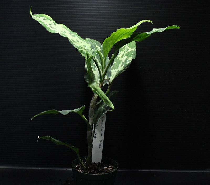 画像: Aglaonema pictum "tricolor" from Siberut 2nd 【画像の大株】《cozyparaブリード》[6.22撮影]