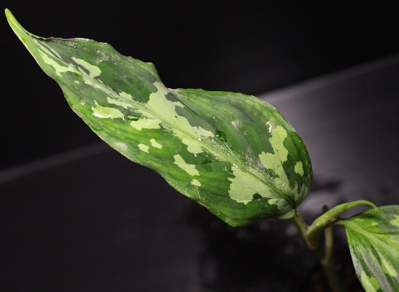 画像: Aglaonema pictum "tricolor" from Siberut 2nd 【画像の中株】《cozyparaブリード》[6.22撮影]