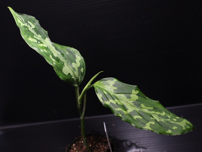 画像1: Aglaonema pictum "tricolor" from Siberut 2nd 【画像の中株】《cozyparaブリード》[6.22撮影]