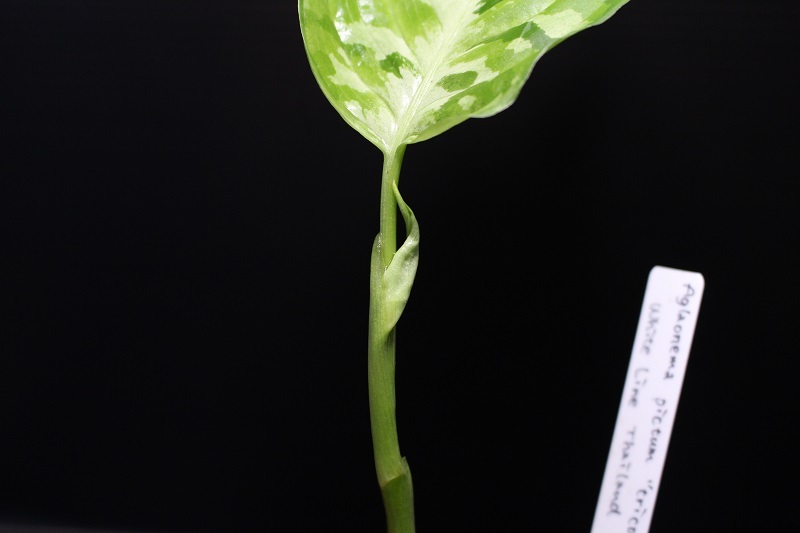 画像: Aglaonema pictum "tricolor" from Thailand 2012【画像の美麗若株-葉の中央にホワイトラインが入るタイプ!!】《cozyparaブリード》[9.12撮影]