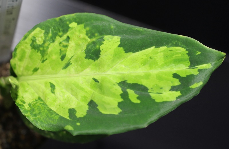 画像: Aglaonema pictum "eureka緑三色" from Pulau Nias（AZ1212-5）【画像の中株】[9.28撮影]