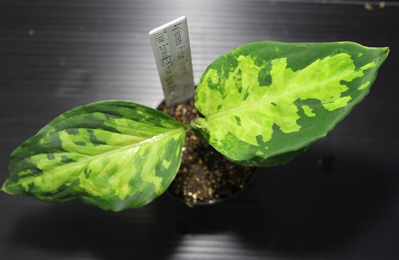 画像: Aglaonema pictum "eureka緑三色" from Pulau Nias（AZ1212-5）【画像の中株】[9.28撮影]