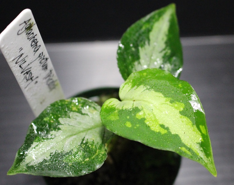 画像1: Aglaonema pictum tricolor "NILVASH" 【画像の美麗小株】[12.4撮影]《cozyparaブリード》