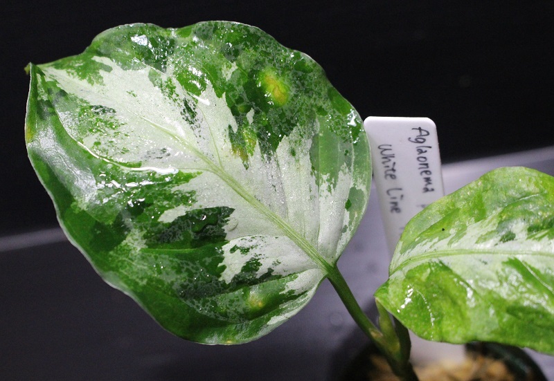 画像: Aglaonema pictum "tricolor" from Thailand 2012【画像の美麗小株-葉の中央にホワイトラインが入るタイプ!!】[12.4撮影]《cozyparaブリード》