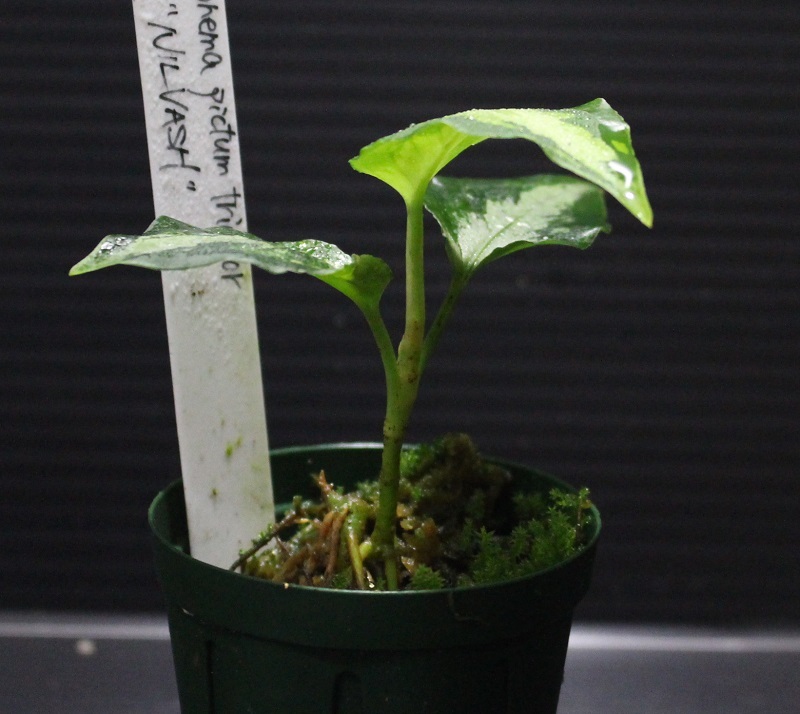 画像: Aglaonema pictum tricolor "NILVASH" 【画像の美麗小株】[12.4撮影]《cozyparaブリード》
