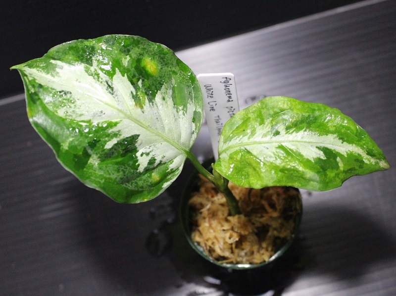 画像1: Aglaonema pictum "tricolor" from Thailand 2012【画像の美麗小株-葉の中央にホワイトラインが入るタイプ!!】[12.4撮影]《cozyparaブリード》