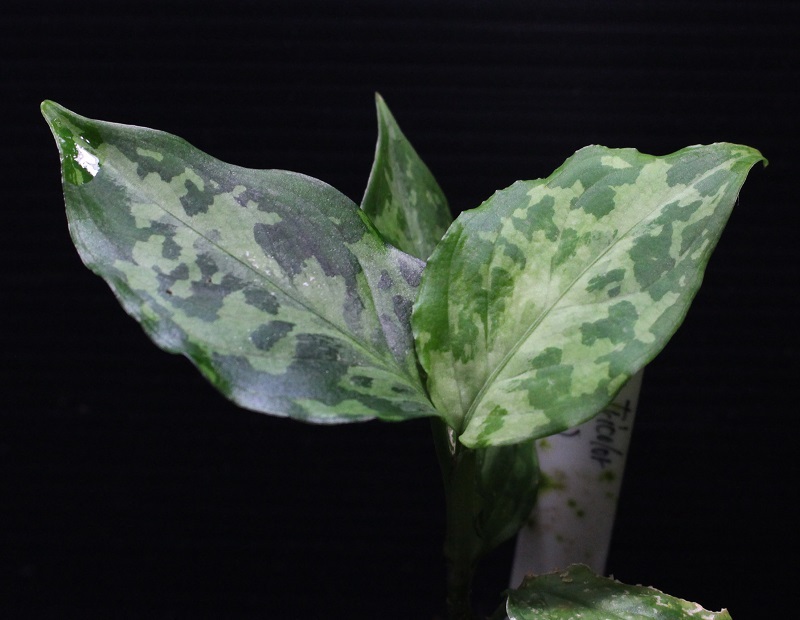 画像1: Aglaonema pictum "tricolor" from Siberut 2nd 【画像の中株】《cozyparaブリード》[1.30撮影]