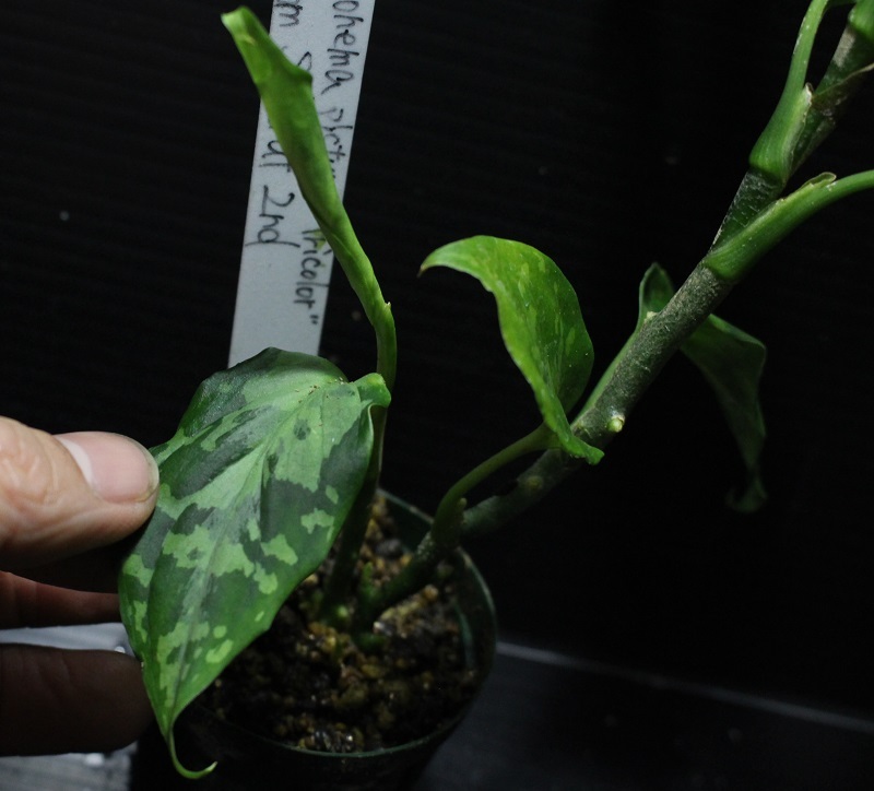 画像4: Aglaonema pictum "tricolor" from Siberut 2nd 【画像の大株-2本立ち!!】《cozyparaブリード》[1.30撮影]
