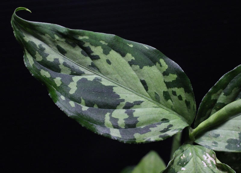 画像: Aglaonema pictum "tricolor" from Siberut 2nd 【画像の大株-2本立ち!!】《cozyparaブリード》[1.30撮影]