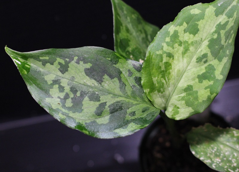 画像: Aglaonema pictum "tricolor" from Siberut 2nd 【画像の中株】《cozyparaブリード》[1.30撮影]