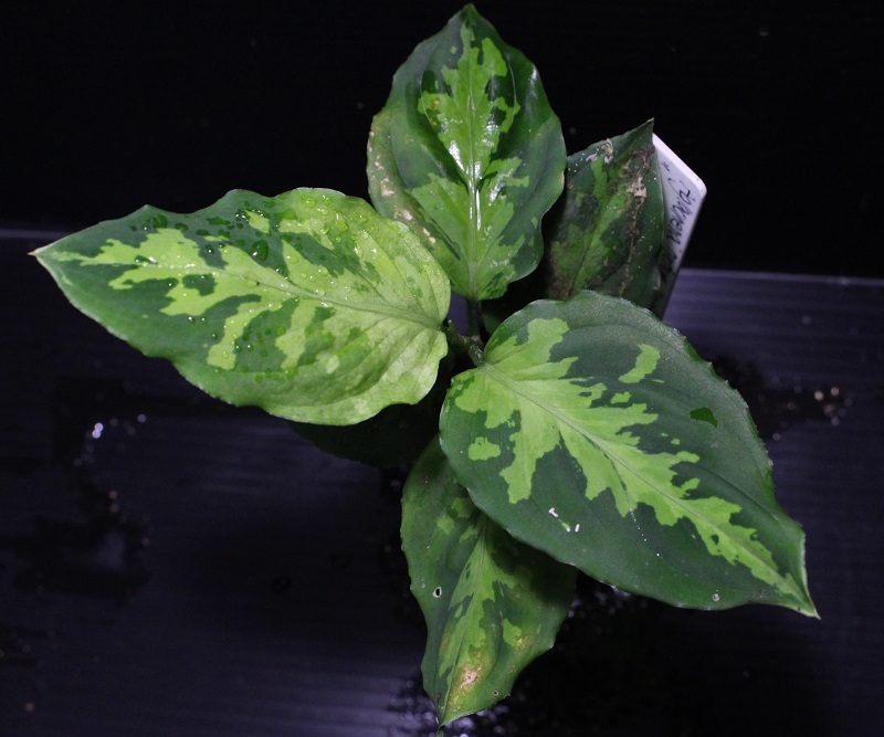 画像1: Aglaonema pictum bicolor"JCS-A" from Sumatera Barat（AZ1212-1）【画像の中株】[1.30撮影]