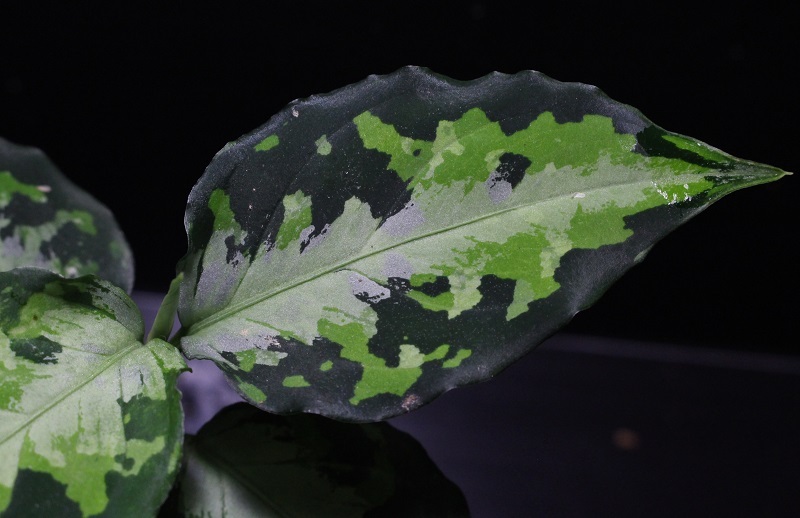 画像: Aglaonema pictum tricolor "NILVASH" 【画像の美麗株】[2.20撮影]《cozyparaブリード》