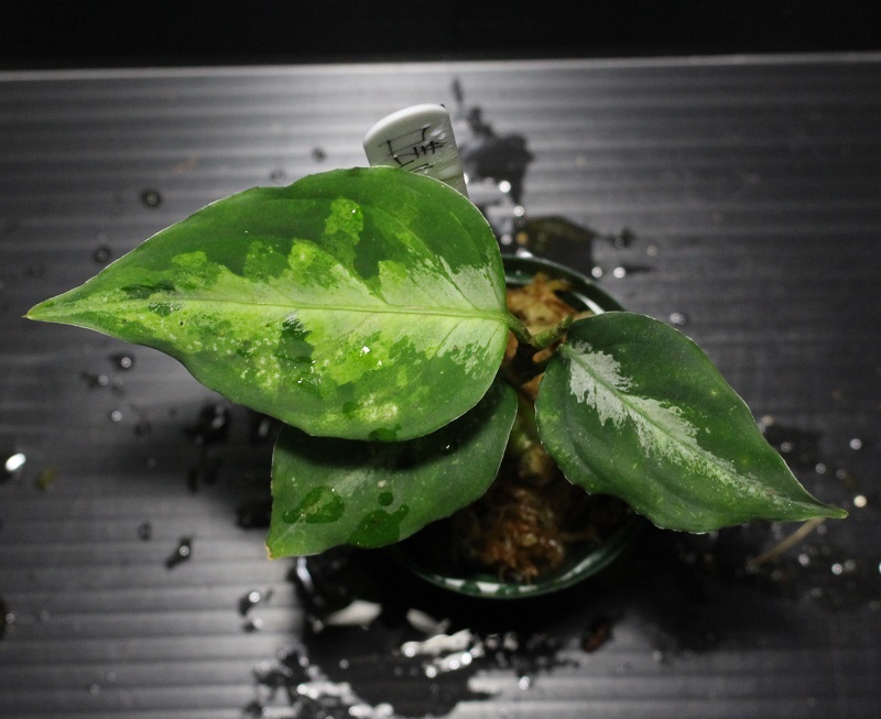 画像3: Aglaonema pictum "tricolor" from Padang, North Sumatra, Indonesia（園芸ルート） 【画像の美麗中株-その1】[2.20撮影]