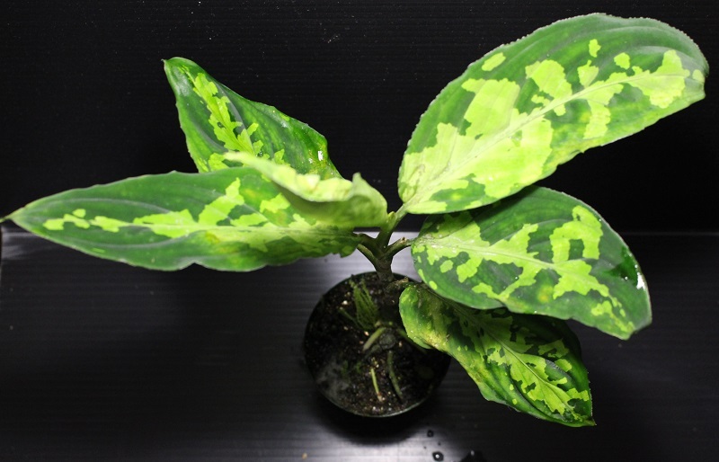 画像: Aglaonema pictum "緑三色" from Pandan Sibolga （AZ0213-3）【画像の美麗株】[5.23撮影]