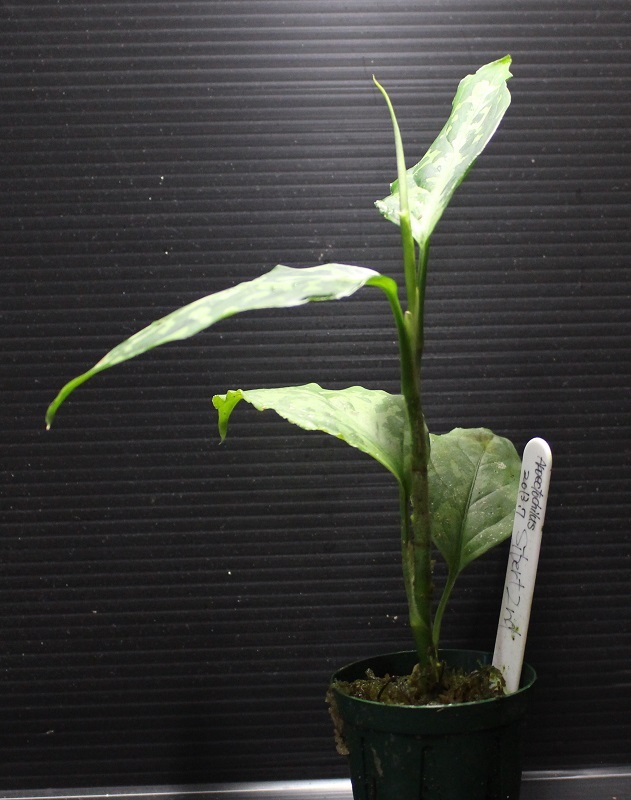 画像: Aglaonema pictum "tricolor" from Siberut 2nd 【画像の中株】《cozyparaブリード》[5.23撮影]