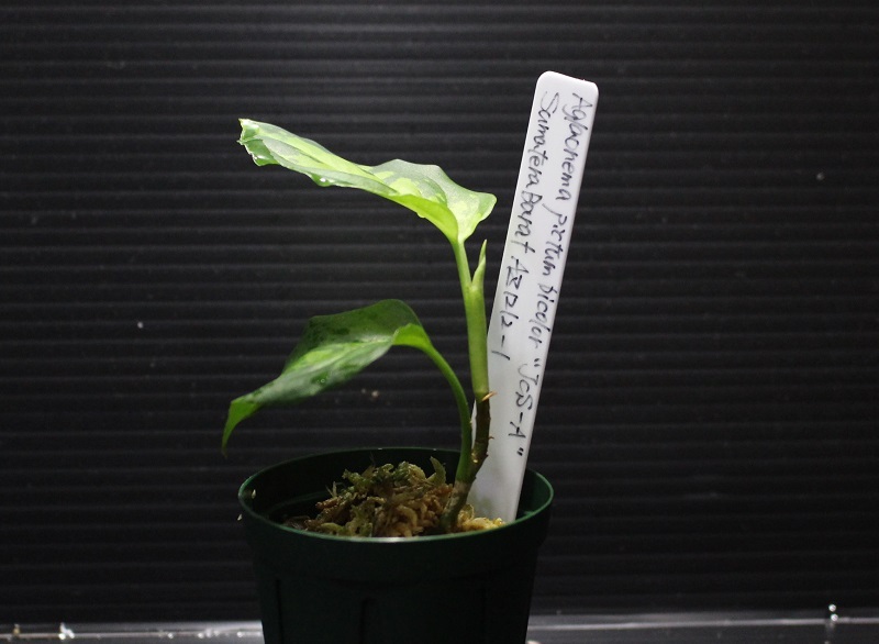 画像: Aglaonema pictum bicolor"JCS-A" from Sumatera Barat（AZ1212-1）【画像の中株】[6.4撮影]