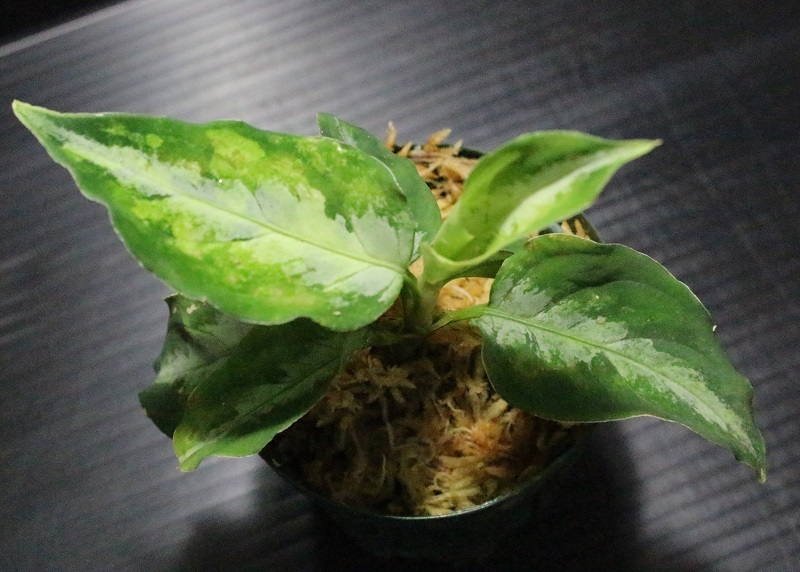画像1: Aglaonema pictum "tricolor" from Padang, North Sumatra, Indonesia（園芸ルート） 【画像の美麗株】[5.23撮影]