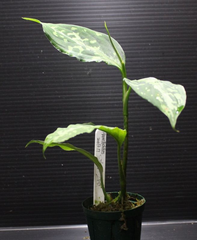 画像: Aglaonema pictum "tricolor" from Siberut 2nd 【画像の中株】《cozyparaブリード》[5.23撮影]