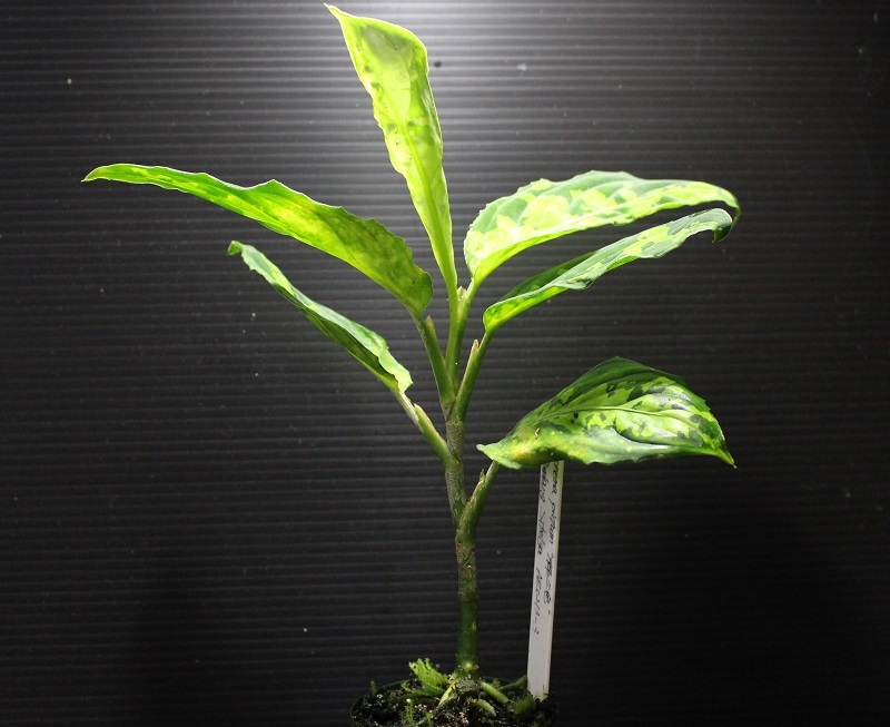 画像: Aglaonema pictum "緑三色" from Pandan Sibolga （AZ0213-3）【画像の美麗株】[5.23撮影]