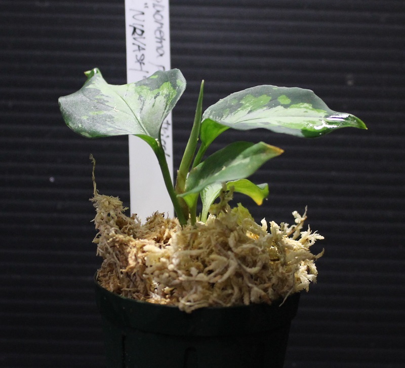 画像: Aglaonema pictum tricolor "NIRVASH" 【画像の中株】[6.4撮影]