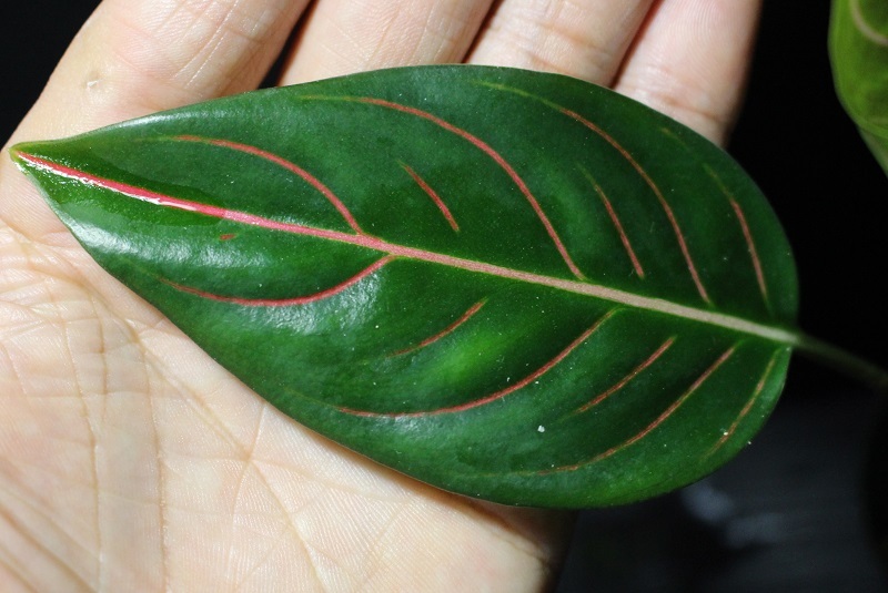 画像: Aglaonema rotundum from Tanintharyi, Myanmar【画像の中株-その2】[6.4撮影]《cozyparaブリード》