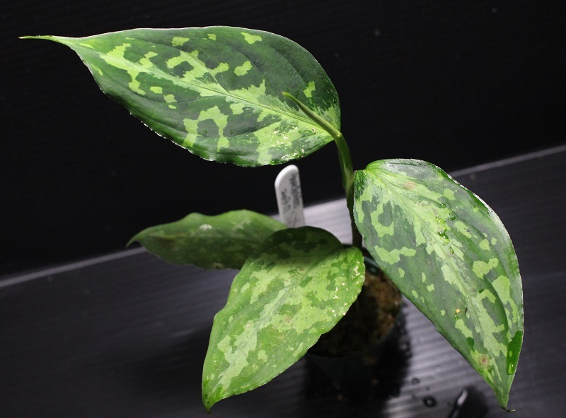 画像1: Aglaonema pictum "tricolor" from Siberut 2nd 【画像の中株】《cozyparaブリード》[5.23撮影]