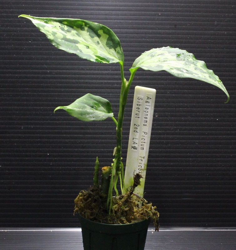 画像: Aglaonema pictum "tricolor" from Siberut 2nd 【画像の美麗中株】《cozyparaブリード》[6.25撮影]
