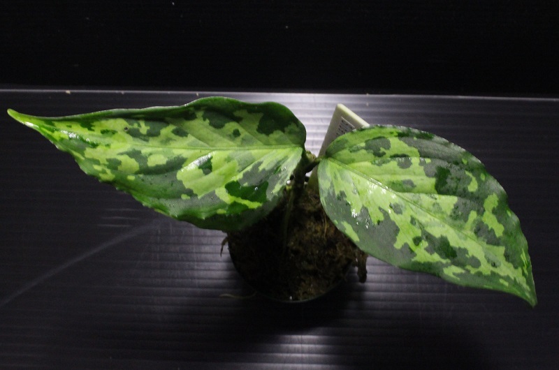 画像: Aglaonema pictum "tricolor" from Siberut 2nd 【画像の美麗中株】《cozyparaブリード》[6.25撮影]