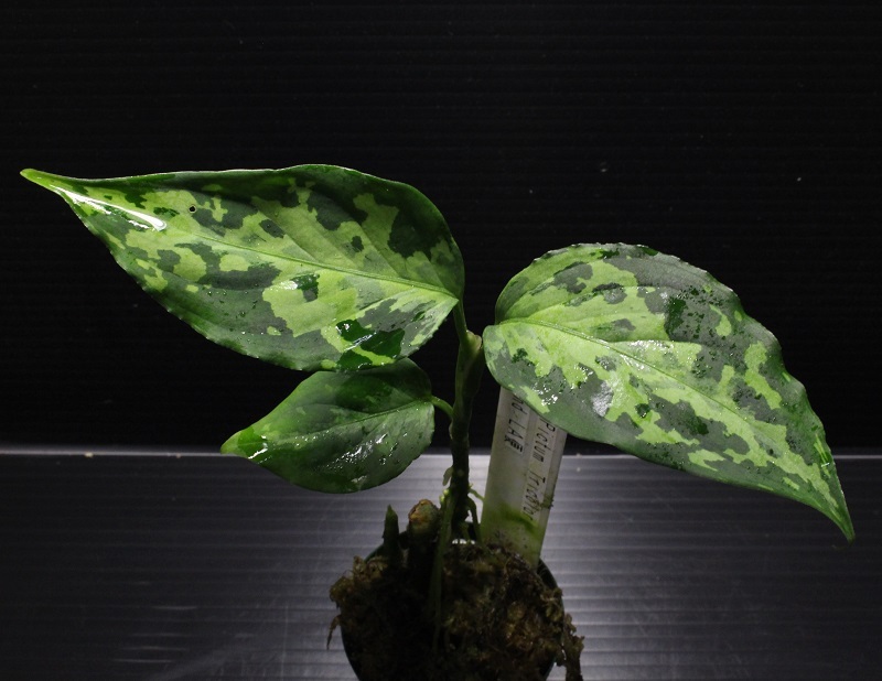 画像1: Aglaonema pictum "tricolor" from Siberut 2nd 【画像の美麗中株】《cozyparaブリード》[6.25撮影]