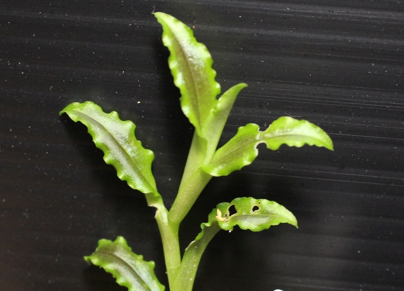 画像: [宝石蘭]Malaxis commelinifolia 【画像の美麗株-その1】[6.25撮影] 《cozyparaブリード》