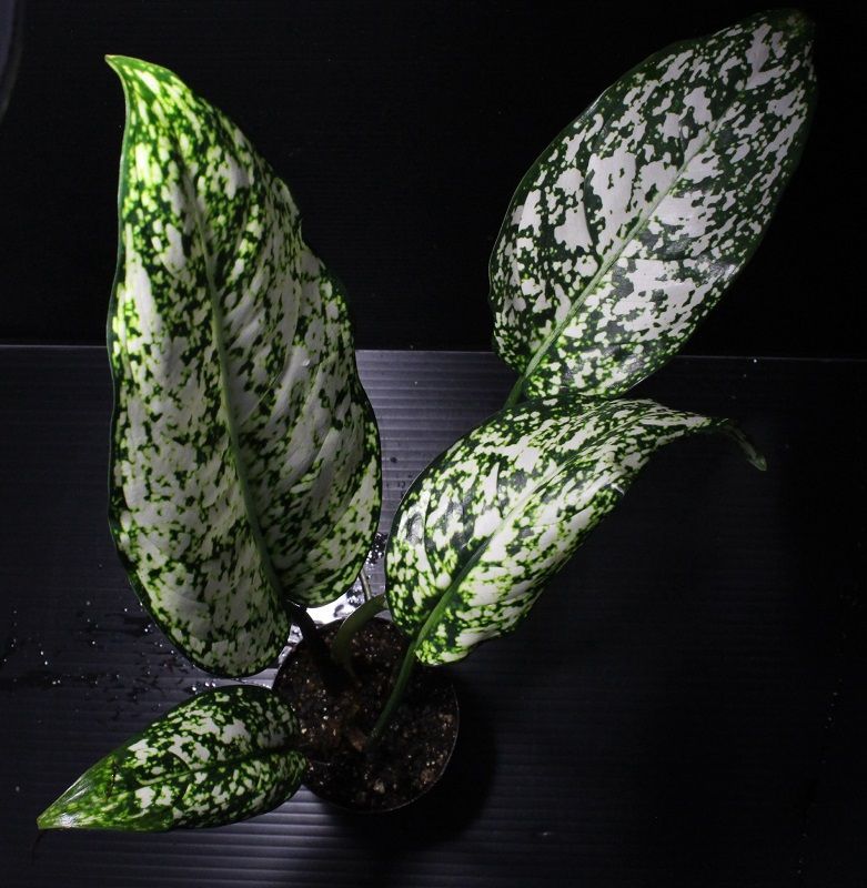 画像: Aglaonema costatum 'Albo variegata'【画像の大株】[6.25撮影]《cozyparaブリード》