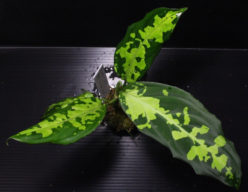 画像: Aglaonema pictum "緑三色" from Pandan Sibolga （AZ0213-3）【画像の美麗大株】[9.13撮影]