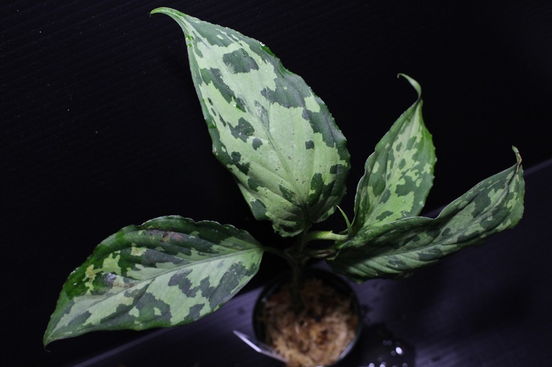 画像1: Aglaonema pictum "tricolor" from Siberut 2nd 【画像の美麗中株】《cozyparaブリード》[1.5撮影]