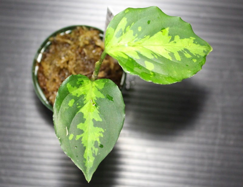 画像: Aglaonema pictum bicolor"JCS-A" from Sumatera Barat（AZ1212-1）【画像の美麗小株】[1.5撮影]