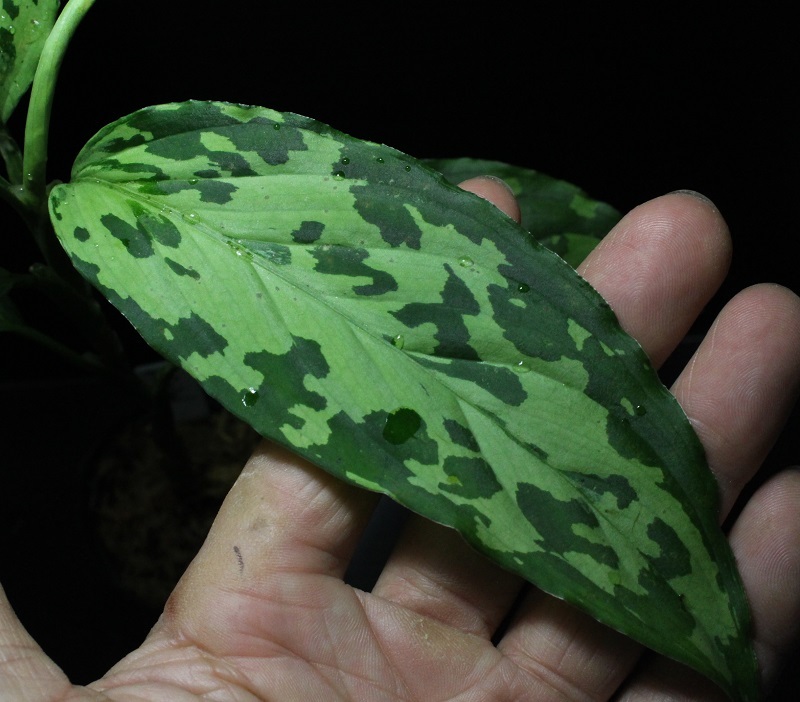 画像: Aglaonema pictum "tricolor" from Siberut 2nd 【画像の美麗大株】《cozyparaブリード》[1.5撮影]