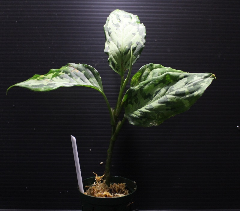 画像: Aglaonema pictum "tricolor" from Siberut 2nd 【画像の美麗中株】《cozyparaブリード》[1.5撮影]