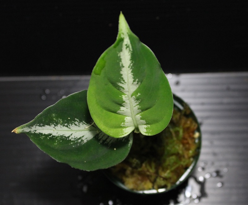 画像: Aglaonema pictum “Silky” from Sibolga Timur（AZ0613-1d） 【画像の美麗小株】[3.11撮影]